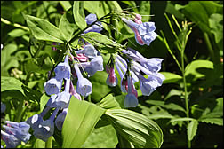 flowers in bloom